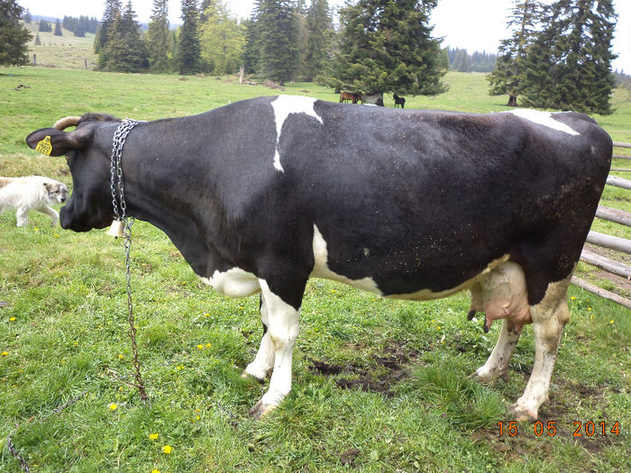 Florica o vacuta deosebita-1