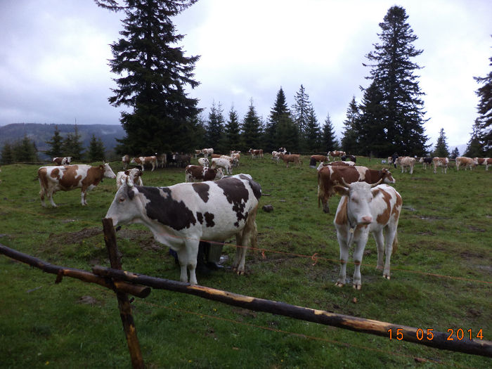 Vacile la muls si gardul cu fir la acumulator