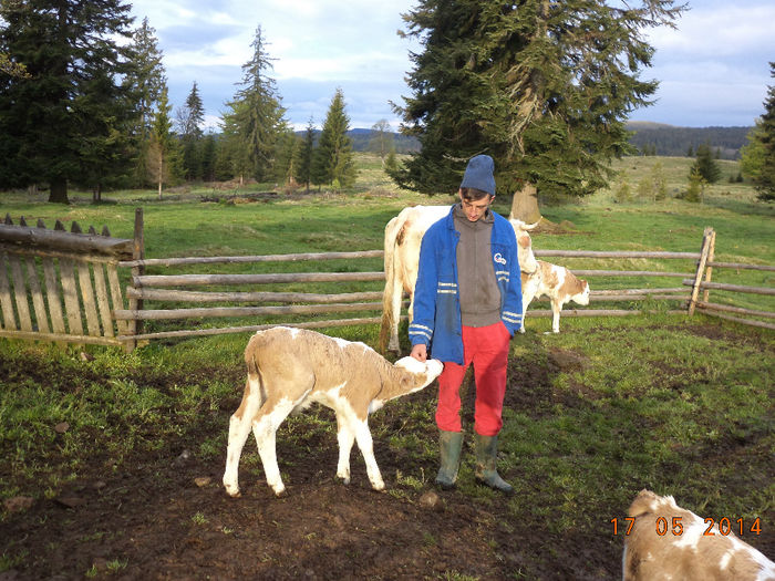 Viteii dupa ce s-au saturat