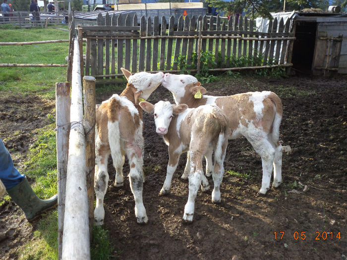 Doi vitei se ling pe bot de lapte