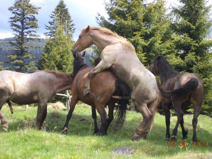 Caii lui Dusa Ilie - Plecarea la stana in Dealul Alb Calimani 11 05 2014