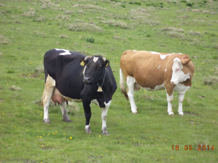 Florica atenta la orce
