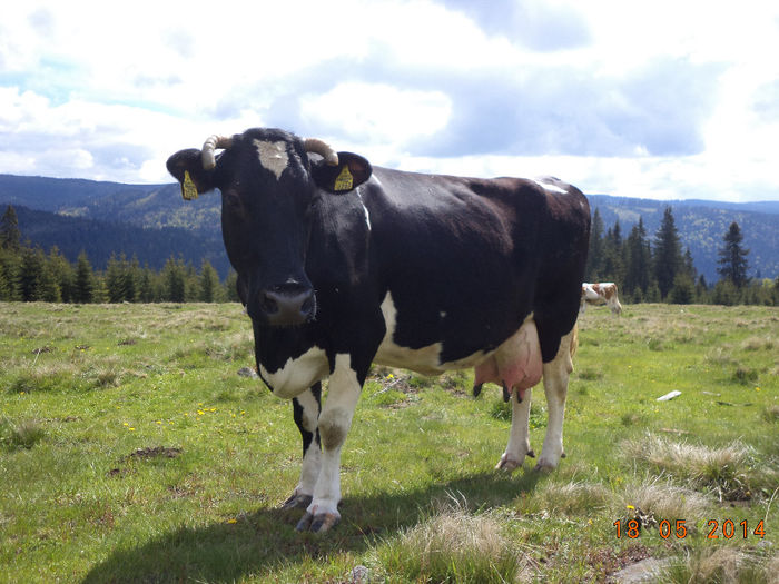 Florica sta la pozat