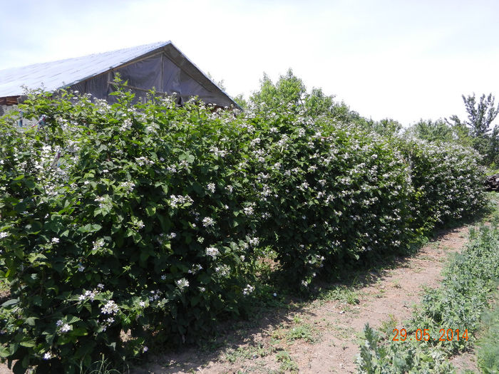 Mur in floare - Mur Thornfree