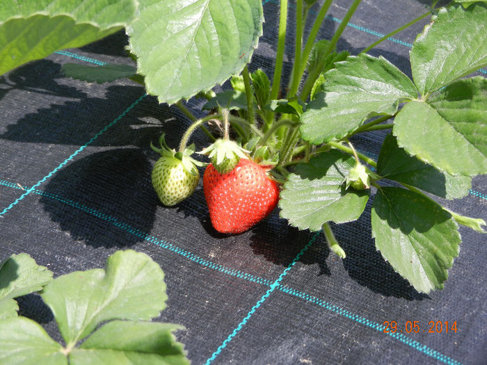 Benicia; Plantat in aprilie 2014
