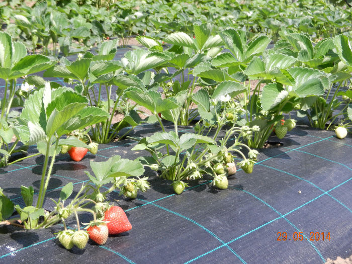 Argentera - Capsun 2014