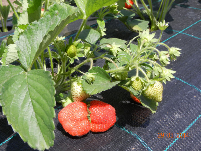 Benicia - Capsun 2014