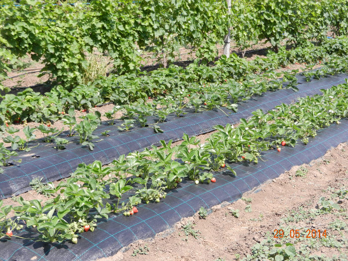 Argentera si Benicia rindul de jos; Plantat in aprilie 2014
Pe rindul de sus Albion, nu-i merge prea bine
