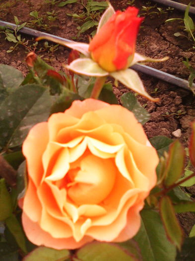 IMG_20140529_174844 - trandafiri plantati in toamna 2013