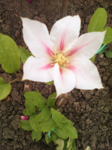 Andromeda - clematis 2014