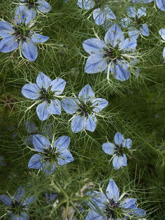 NIGELA - OFER SEMINTE FLORI DE GRADINA-epuizat