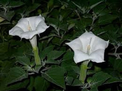 datura - OFER SEMINTE FLORI DE GRADINA-epuizat