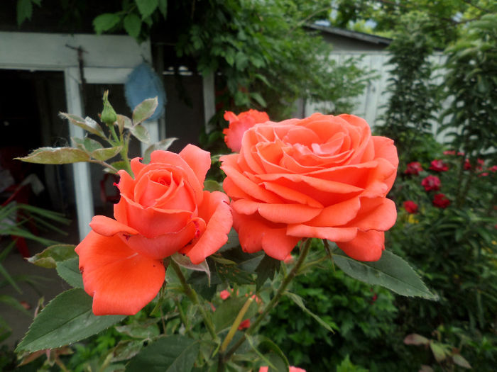 SAM_6542