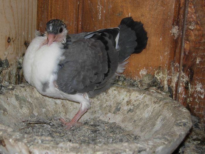 GALATEAN PE VANAT - PUISORI 2014