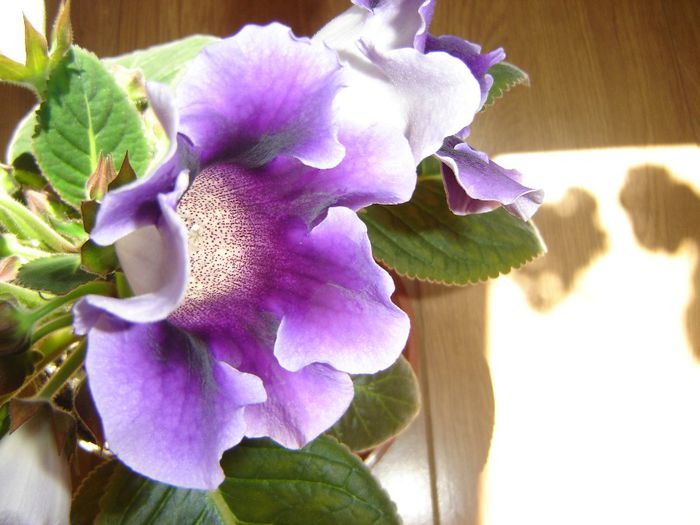 48 - gloxinii