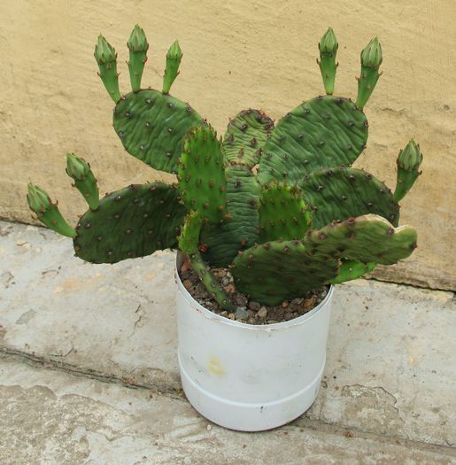 Opuntia compressa - Opuntia compressa