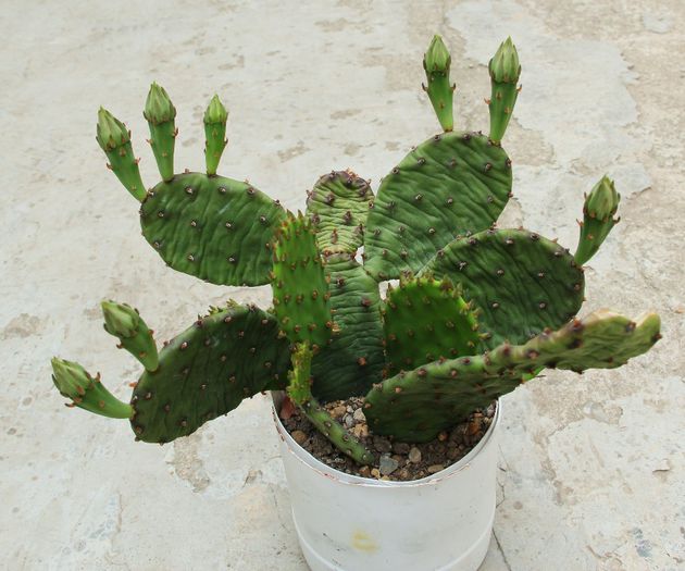 Opuntia compressa - Opuntia compressa