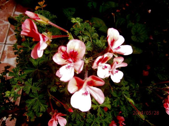 flori muscata - La jumate de florar si final de luna