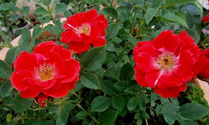  - La jumate de florar si final de luna