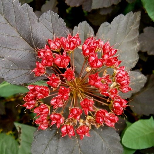 O noua infatisare de la Physocarpus opulifolius diabolo - La jumate de florar si final de luna