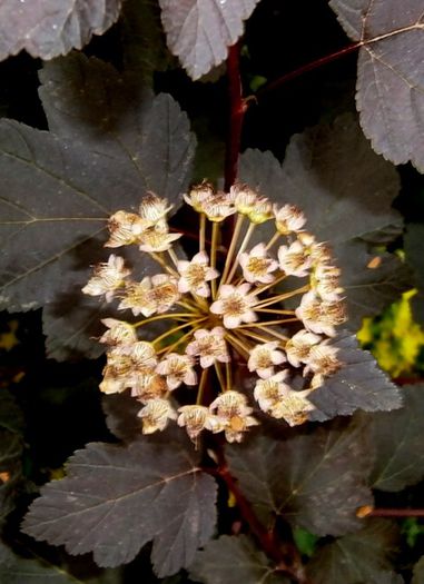 Formare de seminte Physocarpus opulifolius diabol - La jumate de florar si final de luna