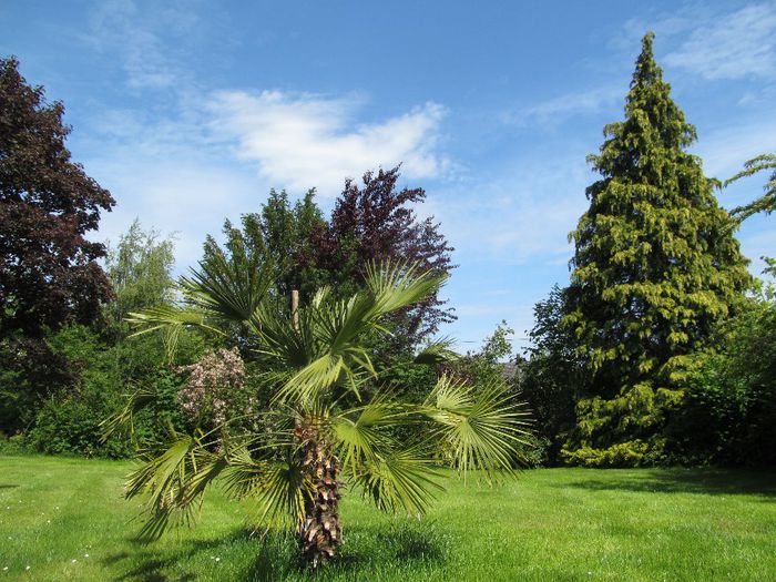  - Diverse 2 - Gradina cu frunze