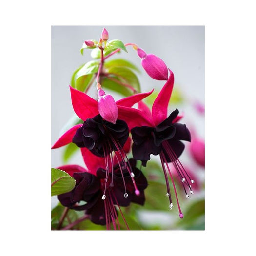 fuchsia Blacky 2; disponibil 1 fir
