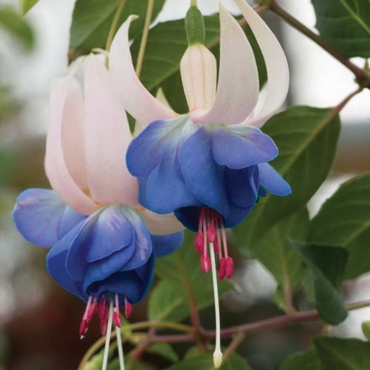 Fuchsia Blue Sarah - indisponibile fuchsia