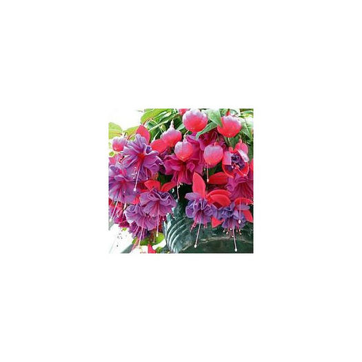 fuchsia Charlie Dimmock; disponibil 6 fire
