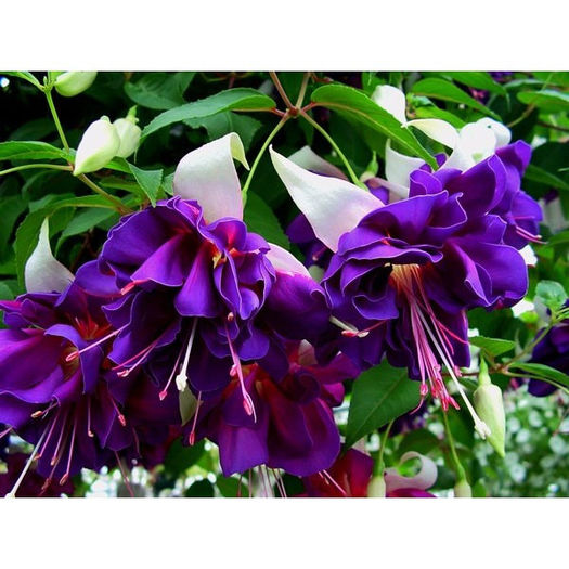 fuchsia Deep Purple; disponibil 1 fir
