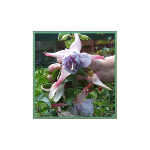 Fuchsia Holly - indisponibile fuchsia