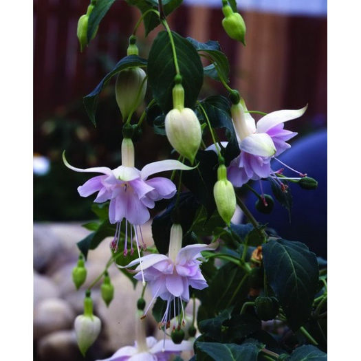 Fuchsia Holly - indisponibile fuchsia