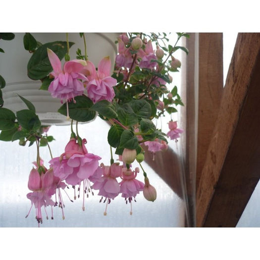 Fuchsia Pink Galore 2 - indisponibile fuchsia