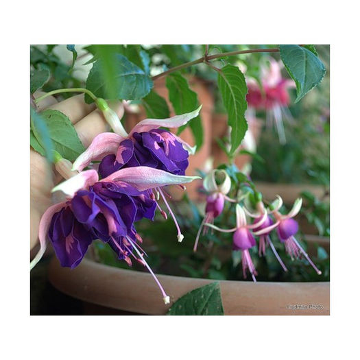 fuchsia Royal Mosaic - indisponibile fuchsia