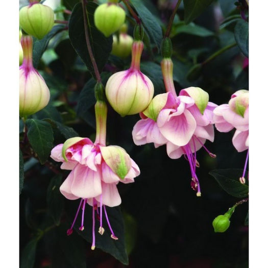 Fuchsia Southgate - indisponibile fuchsia