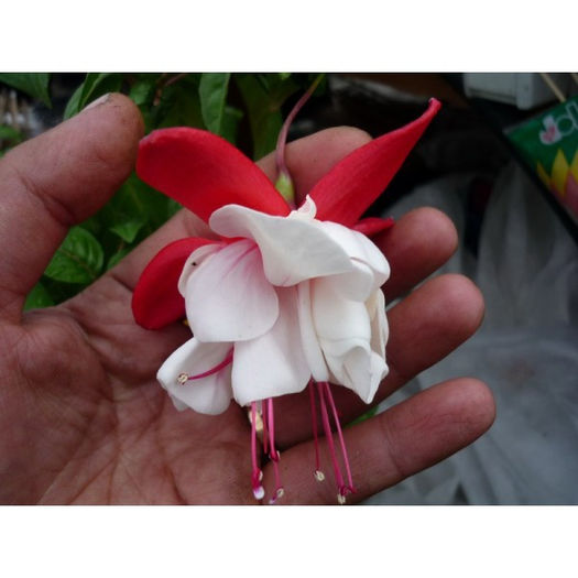 fuchsia Swingtime 2 - indisponibile fuchsia