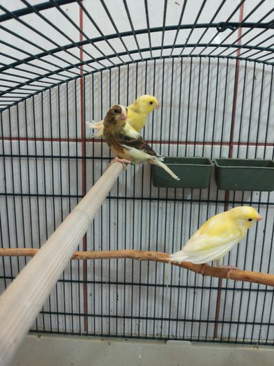 20140526_143548; Al doilea baltat 2014
