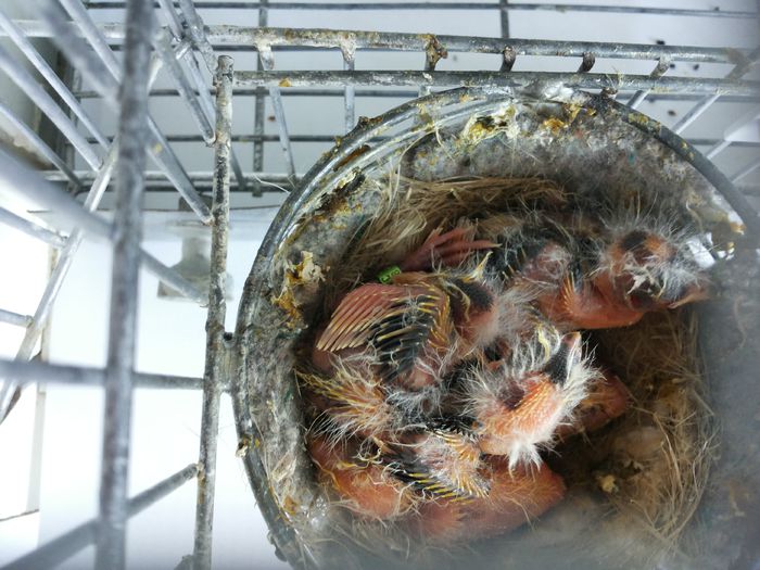 20140526_143142; Baltaturile cu nr. 3,4 si 5 din 2014
