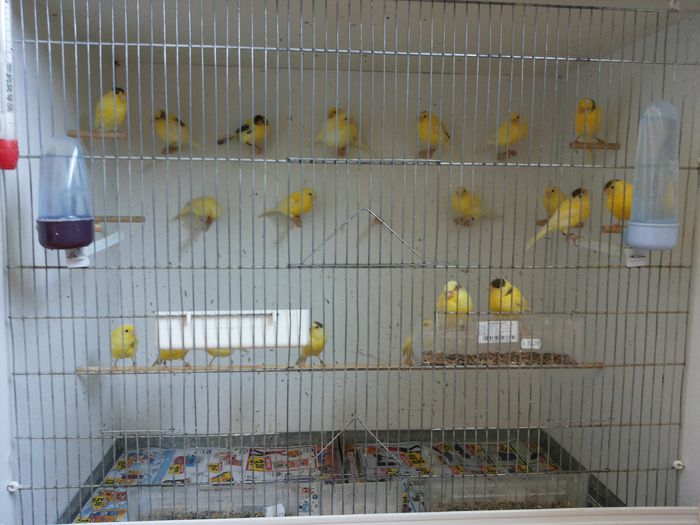 20140526_143037; Voliera mare.
