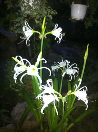 image - Flori de gradina 2014