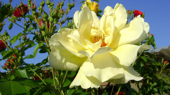 DSC00760 - GRADINA TRANDAFIRI