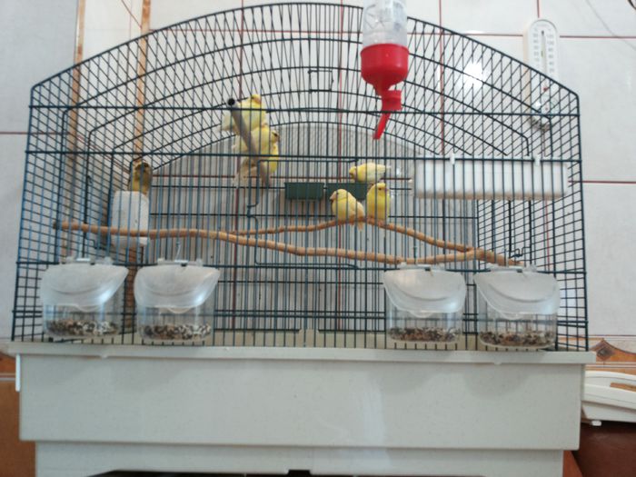 20140526_142922; Voliera medie.
