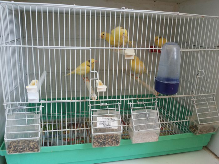 20140526_143004; Voliera mica.
