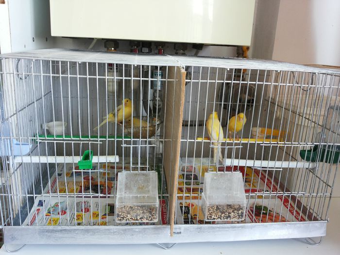 20140526_143251; Colivie dubla.
