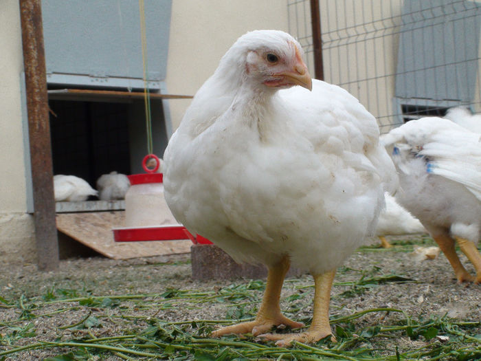 1,525kg la 39 de zile - 3 - KABIR 2014 19-04