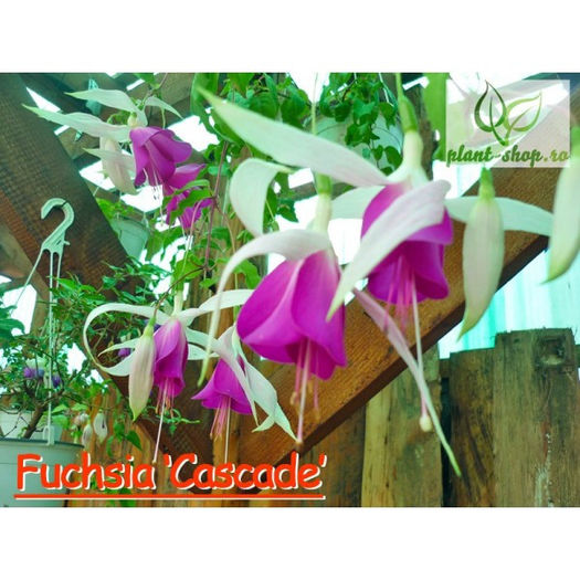 fuchsia-cascade - indisponibile fuchsia