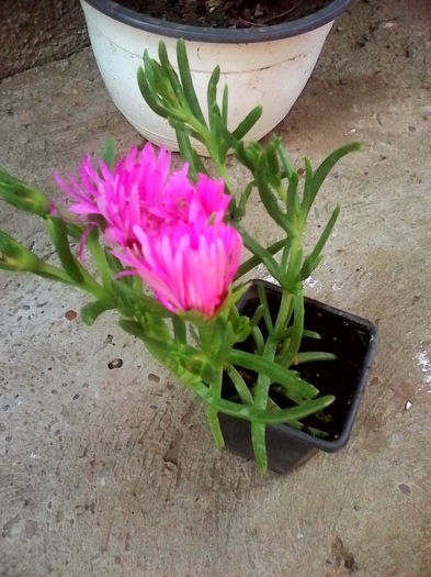 IMG_20140529_160412 - flori de interior 2014