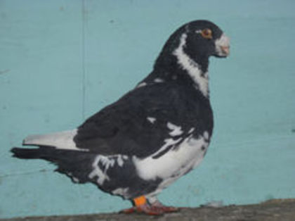 hadade - m---PORUMBEI VANDUTI