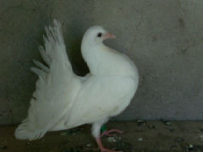 bobi01 - m---PORUMBEI VANDUTI