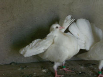 bobi01 - m---PORUMBEI VANDUTI